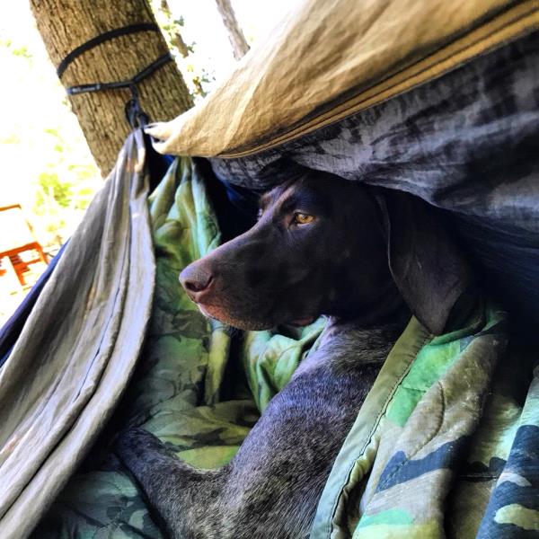 /Images/uploads/Southeast German Shorthaired Pointer Rescue/segspcalendarcontest2018/entries/8641thumb.jpg